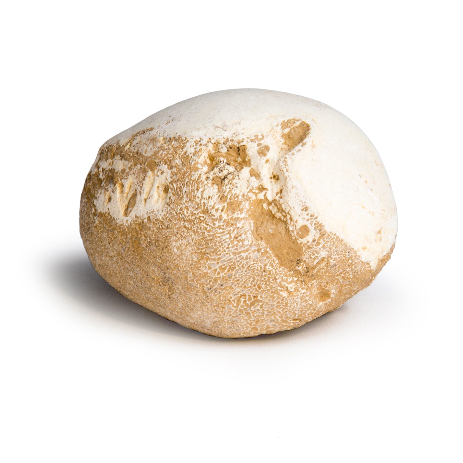 Dinosaur Egg